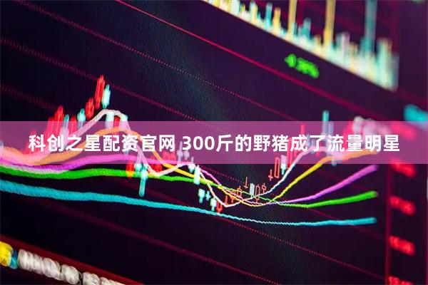 科创之星配资官网 300斤的野猪成了流量明星